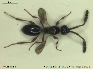  ( - HYMNI2613)  @11 [ ] CreativeCommons - Attribution Share-Alike (2019) NTNU University Museum, Department of Natural History NTNU University Museum, Department of Natural History