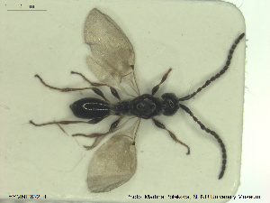  ( - HYMNI2622)  @11 [ ] CreativeCommons - Attribution Share-Alike (2019) NTNU University Museum, Department of Natural History NTNU University Museum, Department of Natural History