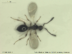  ( - HYMNI2638)  @11 [ ] CreativeCommons - Attribution Share-Alike (2019) NTNU University Museum, Department of Natural History NTNU University Museum, Department of Natural History