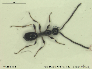  ( - HYMNI2640)  @11 [ ] CreativeCommons - Attribution Share-Alike (2019) NTNU University Museum, Department of Natural History NTNU University Museum, Department of Natural History