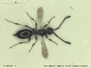  (Trichopria nigricornis - HYMNI2641)  @11 [ ] CreativeCommons - Attribution Share-Alike (2019) NTNU University Museum, Department of Natural History NTNU University Museum, Department of Natural History