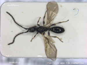  ( - HYMNI2651)  @11 [ ] Creative Commons  Attribution Non-Commercial Share-Alike (2020) NTNU University Museum, Department of Natural History NTNU University Museum, Department of Natural History