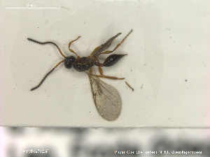  ( - HYMNI2702)  @11 [ ] Creative Commons  Attribution Non-Commercial Share-Alike (2020) NTNU University Museum, Department of Natural History Unspecified