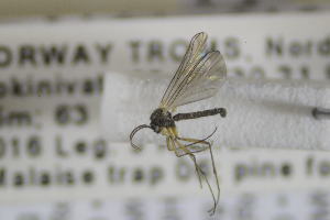  ( - NHMO-DAR-12363)  @11 [ ] CreativeCommons - Attribution Non-Commercial Share-Alike (2017) Unspecified University of Oslo, Natural History Museum