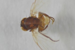  ( - NHMO-ENT-443328)  @11 [ ] CreativeCommons - Attribution Non-Commercial Share-Alike (2019) Unspecified University of Oslo, Natural History Museum