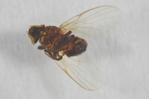  ( - NHMO-ENT-443329)  @11 [ ] CreativeCommons - Attribution Non-Commercial Share-Alike (2019) Unspecified University of Oslo, Natural History Museum