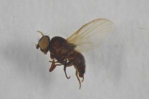  ( - NHMO-ENT-443330)  @11 [ ] CreativeCommons - Attribution Non-Commercial Share-Alike (2019) Unspecified University of Oslo, Natural History Museum