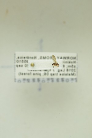  (Drosophila sp. BIN ACC6255 - NHMO-DAR-12726)  @11 [ ] CreativeCommons - Attribution Non-Commercial Share-Alike (2017) Unspecified University of Oslo, Natural History Museum