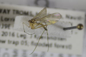  ( - NHMO-DAR-12255)  @11 [ ] CreativeCommons - Attribution Non-Commercial Share-Alike (2017) Unspecified University of Oslo, Natural History Museum