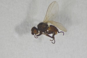  (Agromyza rondensis - NHMO-ENT-443296)  @11 [ ] CreativeCommons - Attribution Non-Commercial Share-Alike (2019) Unspecified University of Oslo, Natural History Museum