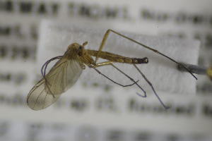  ( - NHMO-DAR-12233)  @11 [ ] CreativeCommons - Attribution Non-Commercial Share-Alike (2017) Unspecified University of Oslo, Natural History Museum