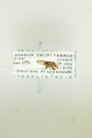  ( - NHMO-DAR-12722)  @11 [ ] CreativeCommons - Attribution Non-Commercial Share-Alike (2017) Unspecified University of Oslo, Natural History Museum