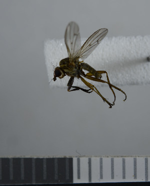  ( - NHMO10043315)  @13 [ ] No Rights Reserved (2013) Unspecified University of Oslo, Natural History Museum