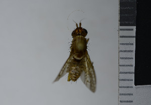  ( - NHMO10044358)  @12 [ ] No Rights Reserved (2013) Unspecified University of Oslo, Natural History Museum