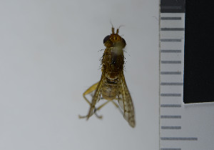  ( - NHMO10044830)  @13 [ ] No Rights Reserved (2013) Unspecified University of Oslo, Natural History Museum