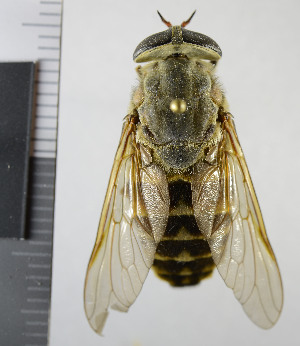  (Tabanus sudeticus - NHMO10069496)  @15 [ ] No Rights Reserved (2013) Unspecified Univeristy of Oslo, Natural History Museum