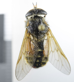  ( - NHMO10069523)  @11 [ ] No Rights Reserved (2013) Unspecified Univeristy of Oslo, Natural History Museum