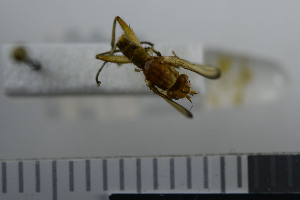  ( - NHMO10069787)  @12 [ ] No Rights Reserved (2013) Unspecified University of Oslo, Natural History Museum