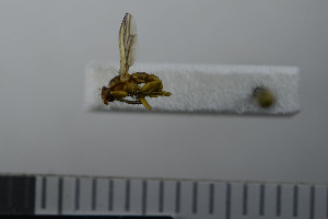  ( - NHMO10069788)  @11 [ ] No Rights Reserved (2013) Unspecified University of Oslo, Natural History Museum