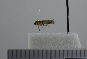  (Lonchoptera nitidifrons - NHMO10069799)  @13 [ ] No Rights Reserved (2013) Unspecified University of Oslo, Natural History Museum