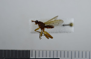  (Sepedon spinipes - NHMO10069862)  @13 [ ] No Rights Reserved (2013) Unspecified University of Oslo, Natural History Museum