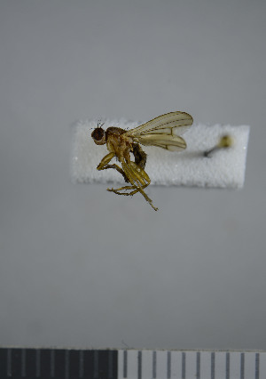  ( - NHMO10069877)  @11 [ ] No Rights Reserved (2013) Unspecified University of Oslo, Natural History Museum
