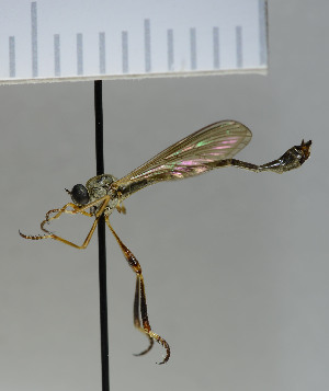  ( - NHMO10070131)  @13 [ ] No Rights Reserved (2013) Unspecified Univeristy of Oslo, Natural History Museum