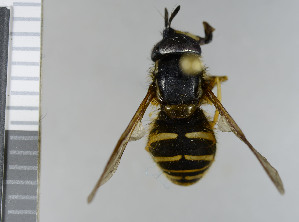  (Chrysotoxum fasciatum - NHMO10070348)  @13 [ ] No Rights Reserved (2013) Unspecified University of Oslo, Natural History Museum