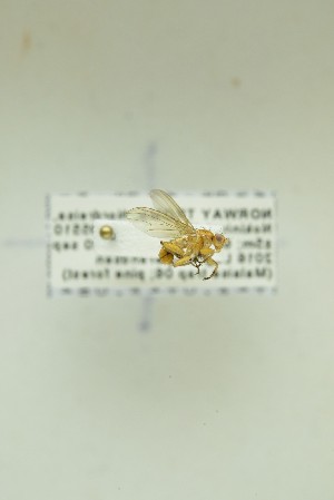  ( - NHMO-DAR-12715)  @11 [ ] CreativeCommons - Attribution Non-Commercial Share-Alike (2017) Unspecified University of Oslo, Natural History Museum