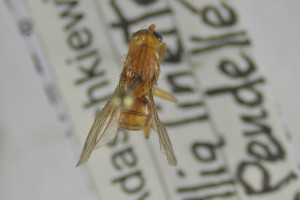 ( - NHMO-ENT-100361)  @11 [ ] CreativeCommons - Attribution Non-Commercial Share-Alike (2019) Unspecified University of Oslo, Natural History Museum