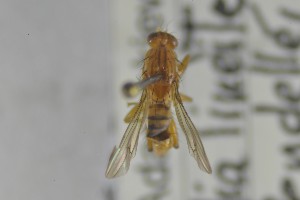  ( - NHMO-ENT-244071)  @11 [ ] CreativeCommons - Attribution Non-Commercial Share-Alike (2019) Unspecified University of Oslo, Natural History Museum