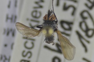  ( - NHMO-ENT-275387)  @11 [ ] CreativeCommons - Attribution Non-Commercial Share-Alike (2019) Unspecified University of Oslo, Natural History Museum