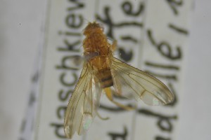  ( - NHMO-ENT-262391)  @11 [ ] CreativeCommons - Attribution Non-Commercial Share-Alike (2019) Unspecified University of Oslo, Natural History Museum