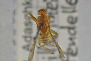  ( - NHMO-ENT-265383)  @11 [ ] CreativeCommons - Attribution Non-Commercial Share-Alike (2019) Unspecified University of Oslo, Natural History Museum