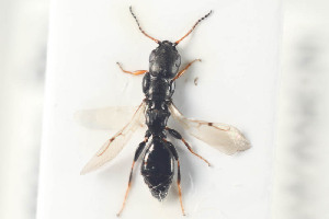  (Bethylus fuscicornis - HYMNI991)  @14 [ ] CreativeCommons - Attribution Non-Commercial Share-Alike (2015) Arnstein Staverlokk Norwegian Institute of Nature Research