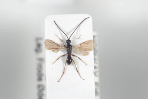  ( - HYMNI871)  @11 [ ] CreativeCommons - Attribution Non-Commercial Share-Alike (2014) Arnstein Staverlokk Norwegian Institute of Nature Research