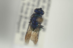  ( - HYMNI893)  @12 [ ] CreativeCommons - Attribution Non-Commercial Share-Alike (2014) Arnstein Staverlokk Norwegian Institute of Nature Research