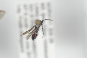  ( - HYMNI850)  @11 [ ] CreativeCommons - Attribution Non-Commercial Share-Alike (2014) Arnstein Staverlokk Norwegian Institute of Nature Research