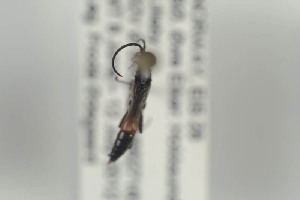  ( - HYMNI851)  @11 [ ] CreativeCommons - Attribution Non-Commercial Share-Alike (2014) Arnstein Staverlokk Norwegian Institute of Nature Research