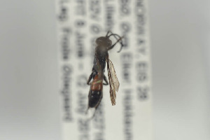  ( - HYMNI852)  @11 [ ] CreativeCommons - Attribution Non-Commercial Share-Alike (2014) Arnstein Staverlokk Norwegian Institute of Nature Research