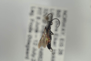  ( - HYMNI853)  @11 [ ] CreativeCommons - Attribution Non-Commercial Share-Alike (2014) Arnstein Staverlokk Norwegian Institute of Nature Research