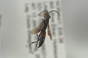  ( - HYMNI854)  @11 [ ] CreativeCommons - Attribution Non-Commercial Share-Alike (2014) Arnstein Staverlokk Norwegian Institute of Nature Research