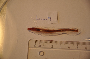  ( - NHMO-LUM00004)  @13 [ ] Copyright  NHMO Unspecified