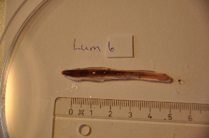  ( - NHMO-LUM00006)  @13 [ ] Copyright  NHMO Unspecified