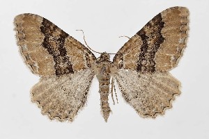  ( - BC_LSNOE_Lep_01029)  @11 [ ] CreativeCommons - Attribution Non-Commercial Share-Alike (2018) Wolfgang Stark Landessammlungen Niederösterreich