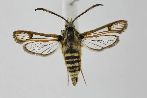  ( - BC_LSNOE_Lep_01932)  @11 [ ] CreativeCommons - Attribution Non-Commercial Share-Alike (2020) Wolfgang Stark Landessammlungen Nieder&ouml;sterreich