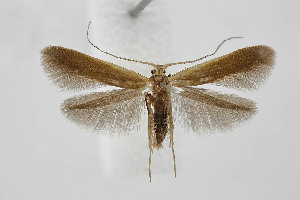  ( - BC_LSNOE_Lep_03275)  @11 [ ] CreativeCommons - Attribution Non-Commercial Share-Alike (2021) Wolfgang Stark Landessammlungen Nieder&ouml;sterreich