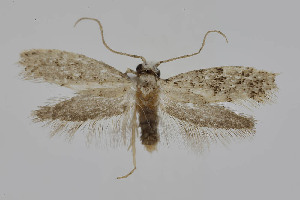  ( - BC_LSNOE_Lep_04883)  @11 [ ] CreativeCommons - Attribution Non-Commercial Share-Alike (2024) Wolfgang Stark Landessammlungen Niederösterreich