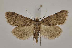  ( - BC_LSNOE_Lep_05174)  @11 [ ] CreativeCommons - Attribution Non-Commercial Share-Alike (2024) Wolfgang Stark Landessammlungen Nieder&ouml;sterreich