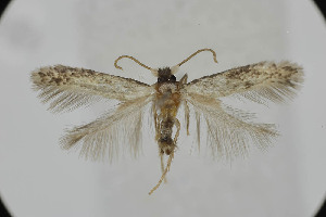  ( - BC_LSNOE_Lep_05921)  @11 [ ] CreativeCommons - Attribution Non-Commercial Share-Alike (2025) Wolfgang Stark Landessammlungen Nieder&ouml;sterreich